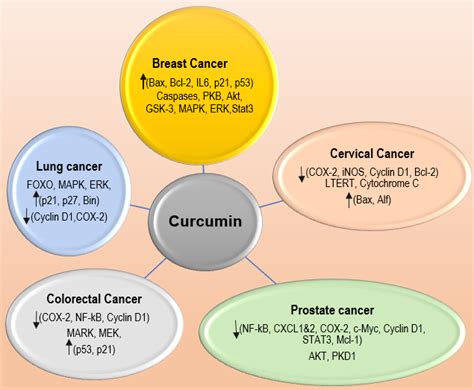 Phytochemicals And Cancer Possible Molecular Targets Of