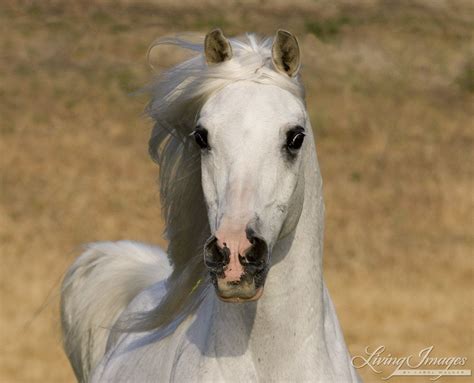 Ojai Ca Purebred Horse Grey Arabian Stallion Head Shot Horses