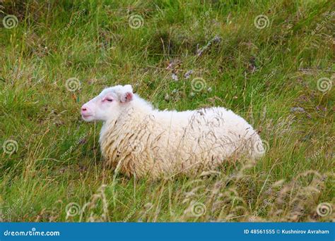 Icelandic Sheep Stock Image Image Of Animal Summer 48561555