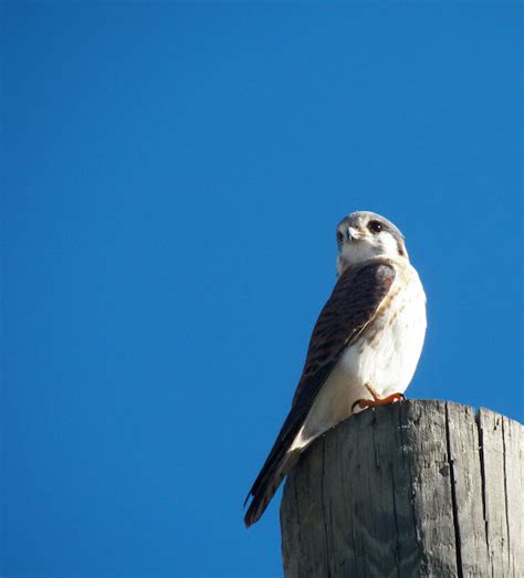 Kestrelchicken Hawksparrow Hawk Project Noah