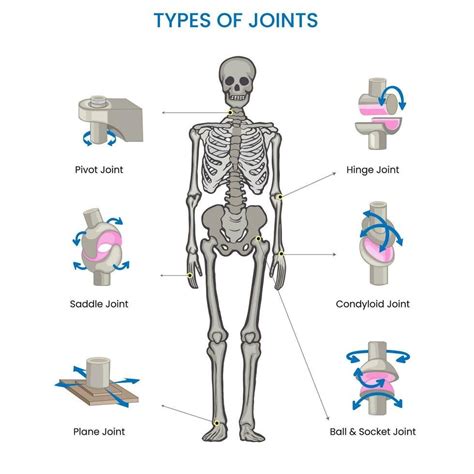 Types of Human body joints, Ball, hinge, pivot, gliding, and saddle, facilitate movement and ...