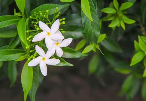 Ultimate Guide to Jasmine Flower Meaning and Uses - Petal Republic