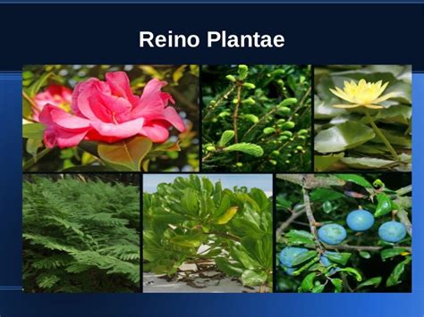 Reino Vegetal O Plantae Reino Vegetal O Plantae