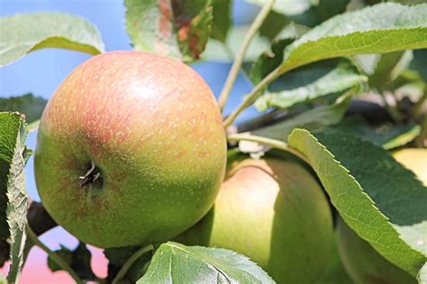 1920x1080 wallpaper | green apple fruit | Peakpx