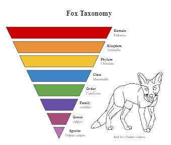 Health Care Management Taxonomy | EdrawMax Editable Templates