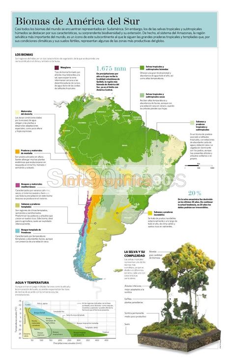 Infografia Biomas De America Del Sur Infographics90 Otosection