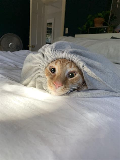 Psbattle Cat In Bag Rphotoshopbattles