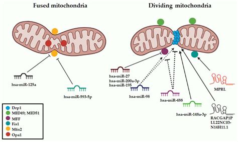 NcRNA Free Full Text Non Coding RNA Dependent Regulation Of