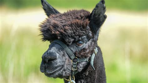 The Wild Science Of How Geronimo The Alpaca Captured Our Hearts Wired Uk