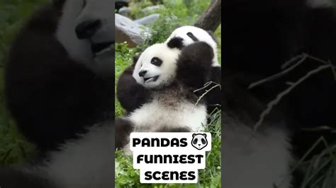 Pandas Funniest Scenes Shorts Youtube