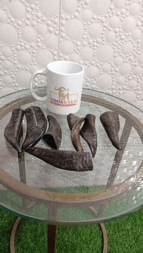 Natural Polished Goat Horn, For Craft at Rs 110 in Sambhal | ID ...