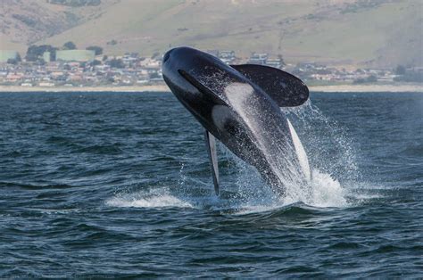 Whales, Dolphins and Porpoises – The Whale Trail