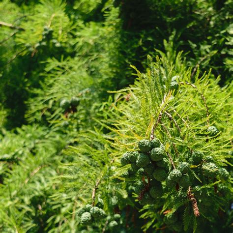 Taxodium distichum Cascade Falls Cyprès chauve pleureur