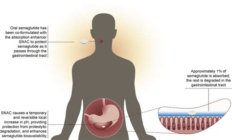 Semaglutide Mechanism Of Action