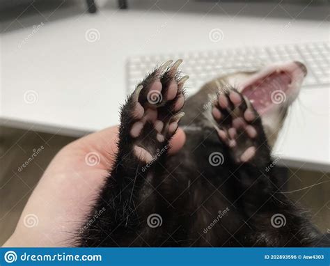 Ferret Paws In Defensive Position Stock Photo Image Of White Open