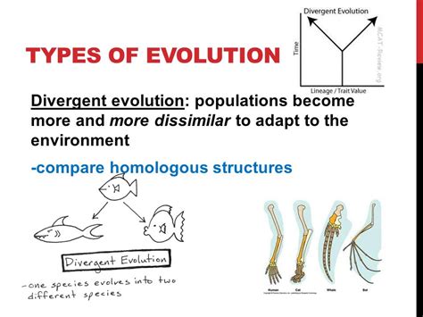 Divergent Evolution Definition Types And Examples