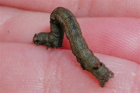 Ectropis Excursaria Twig Looper Larvae Larvae Of Twig Flickr