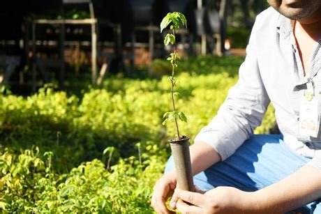 Vivero de ITAIPU produce más de un millón de plantines al año para