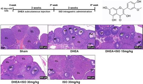 Full Article Isorhamnetin Inhibits Inflammatory Response To Alleviate