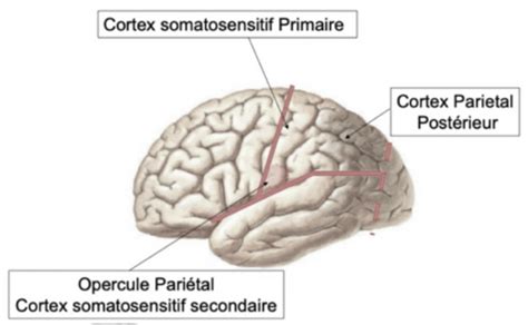 Cours 3 Neuroanatomie Des Fonctions Sensorielles Flashcards Quizlet