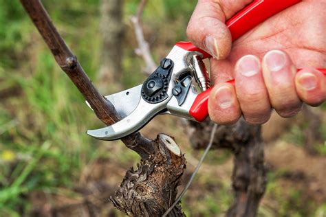 Comment Tailler La Vigne Vignes Chez Soi