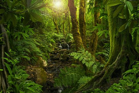 cookie policy junglemap