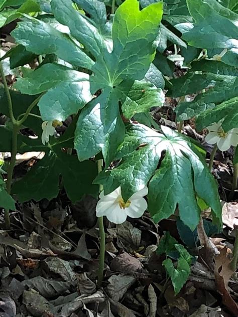 Raccoonberry Podophyllum Peltatum North Carolina Extension Gardener