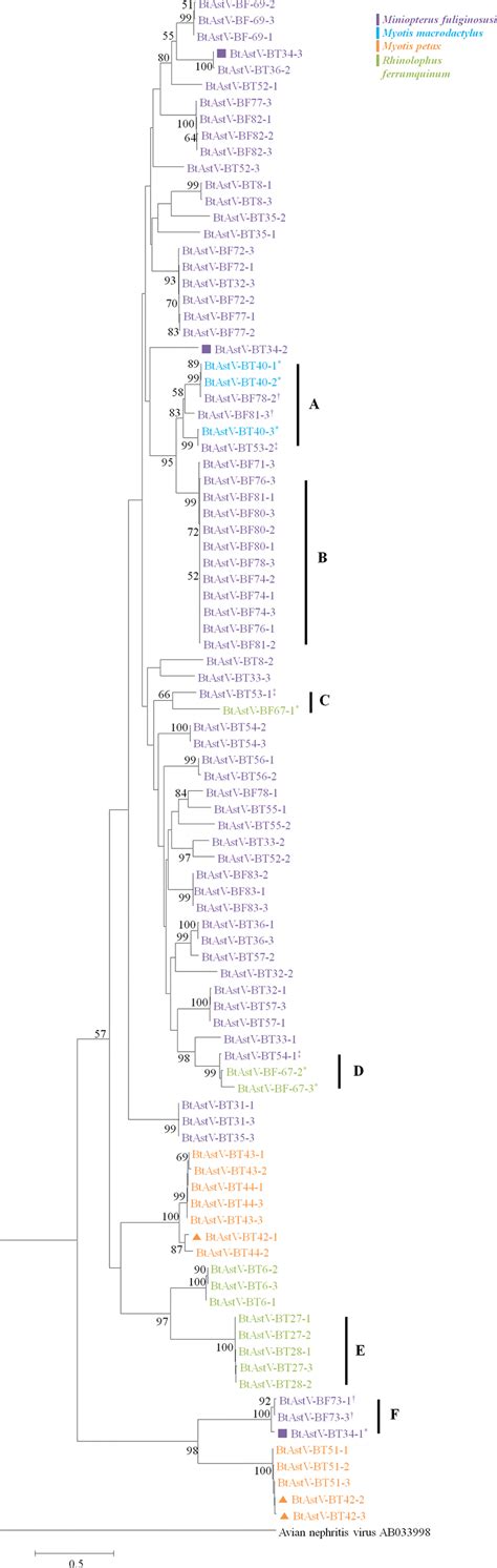 Phylogenetic Analysis Of The Partial Rdrp Sequence From Astroviruses In