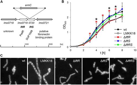 Frontiers The PadR Like Transcriptional Regulator LftR Ensures