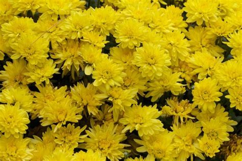many yellow flowers that are growing together