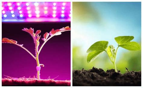 Grow Light Vs Sunlight What Light Source Is Better