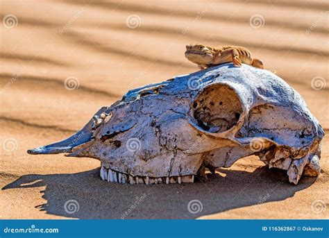 Spotted Toad Headed Agama On Horse`s Skull Stock Image Image Of
