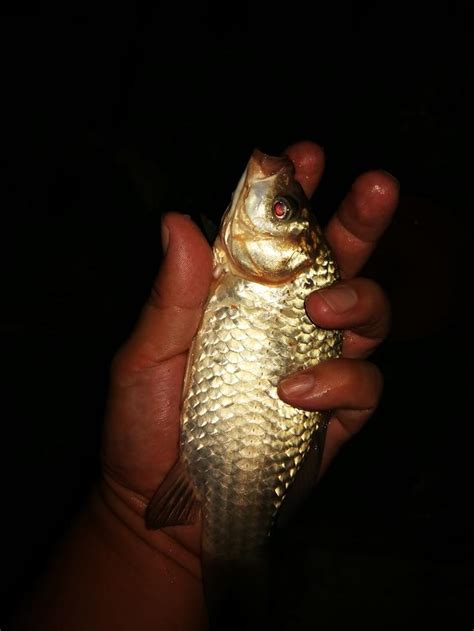 為什麼你去釣魚，魚獲經常不盡人意，那又該如何提高魚獲？ 每日頭條