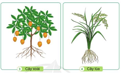 Cây nào có rễ cọc, cây nào có rễ chùm trong các hình dưới đây