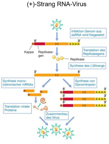 Rna Viren Flashcards Quizlet