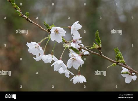 White Spring Blossom Of Flowering Yoshino Cherry Tree Prunus X