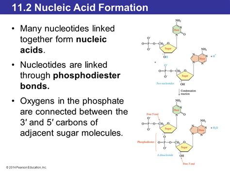 Chapter 11 Nucleic Acids—big Molecules With A Big Role Ppt Video