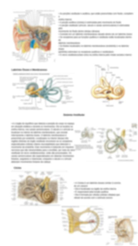 Solution Anatomia Da Orelha Studypool