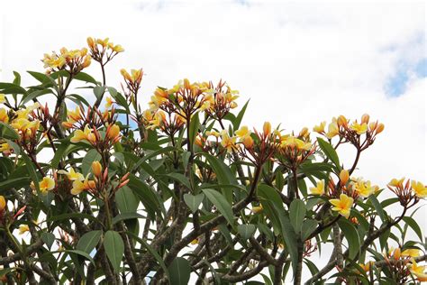 Plumeria - Frangipani tree for sale South Florida 🌳 | Treeworld Wholesale