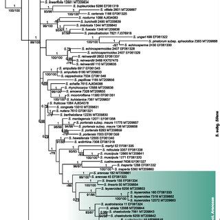 Phylogenetic Tree Resulting From Bayesian Analysis Of The Rpb