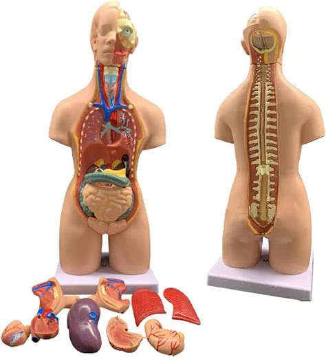 BEZAX Anatomical Organs Human Torso 4D Anatomical Assembly Model