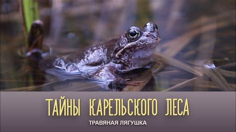 ТРАВЯНАЯ ЛЯГУШКА | Тайны карельского леса - YouTube