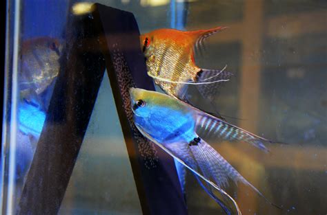 Angelfish And Discus