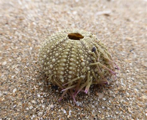 Green Sea Urchin from Plage de, 14800 Deauville, France on August 13 ...