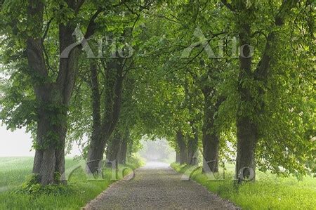 Road Island Of Ruegen Mecklenburg Mecklenburg Vorpommern