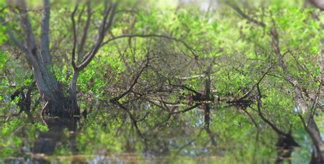 Pond Mirror Madrona Marsh In March 2580 Pekabo Flickr