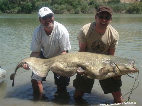 Guia De Pesca De Siluros Al Lance Spinning En El R O Ebro Y