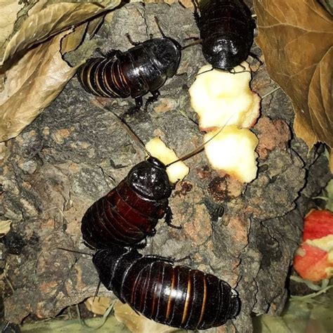 Gromphadorhina portentosa : r/Entomology