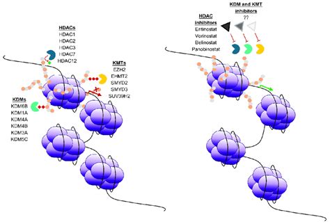 Histone Modifying Enzymes And Epigenetic Drugs In Gynaecological