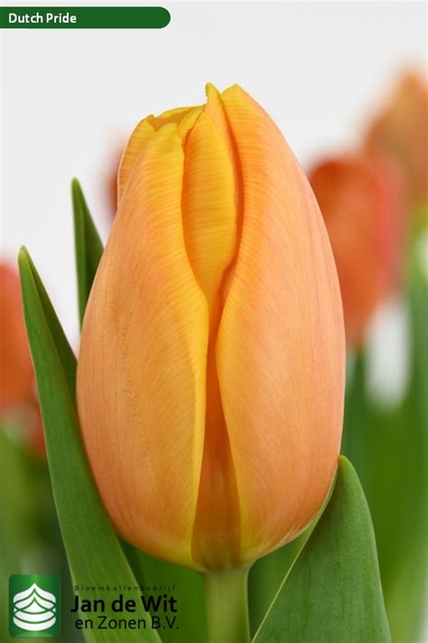 Dutch Pride ® | Tulip | Jan de Wit en Zonen B.V.
